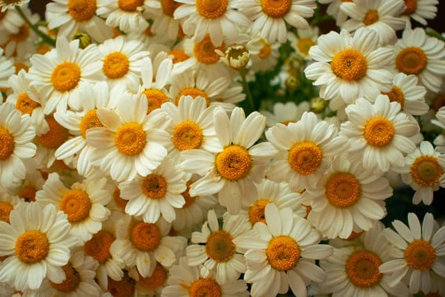 Forest path background for a pomodoro timer